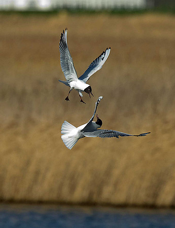 Black-headed Gulls