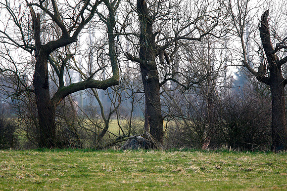 Barn Owl