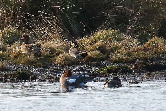 Baikal Teal