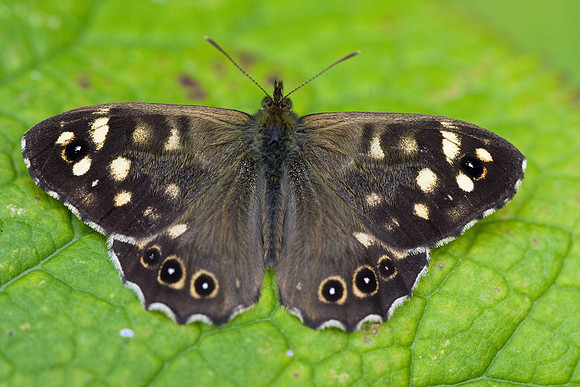 Speckled Wood