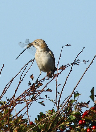 Woodchat Shrike [juvenile]