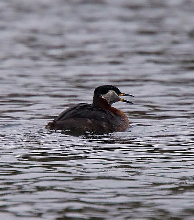 Red-necked Grebe