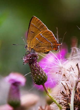 Brown Hairstreak