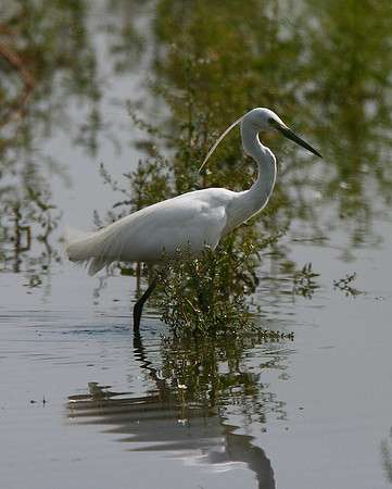 Little Egret