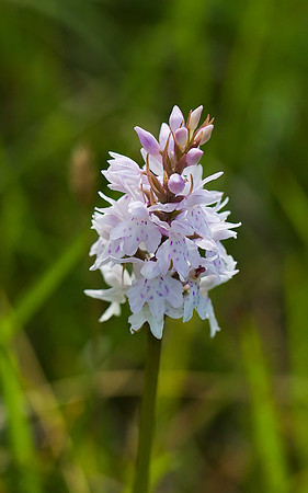 Heath Spotted Orchid BMQ