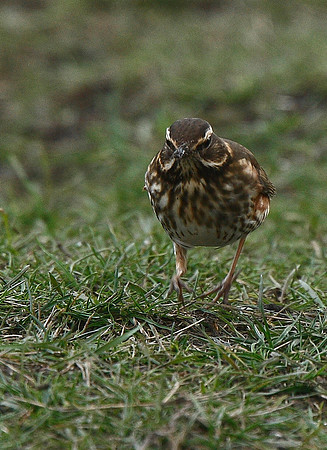 Redwing