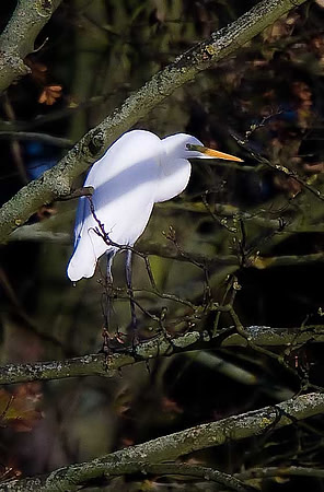 Great White Egret
