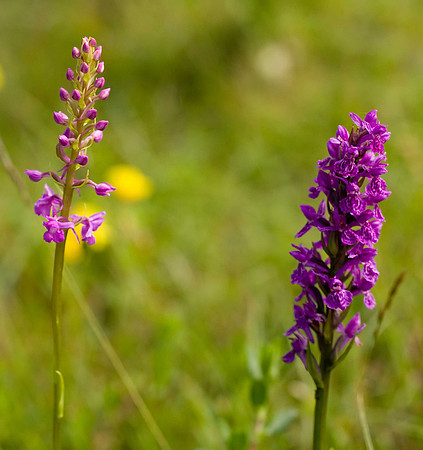 Common or Chalk Fragrant & Northern MarshOrchid BMQ