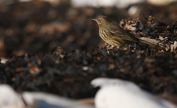 Rock Pipit