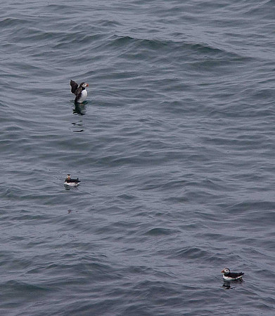 Puffins