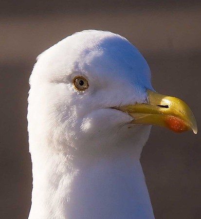 Herring Gull