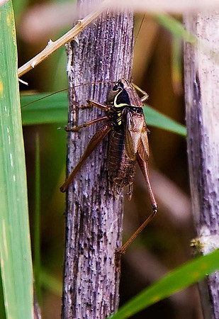 Cricket
