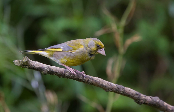 Greenfinch
