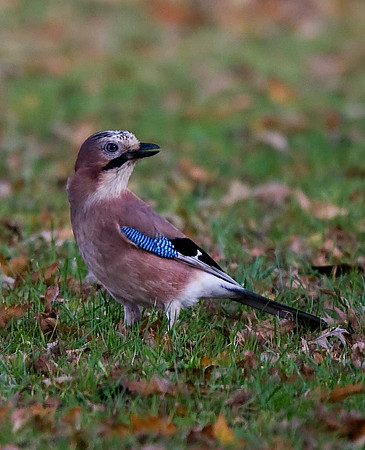 Jay