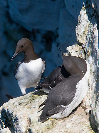 Guillemot