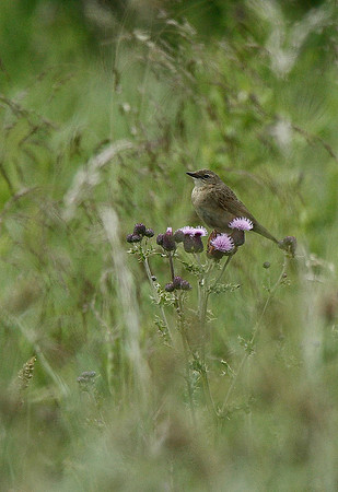 Grasshopper Warbler