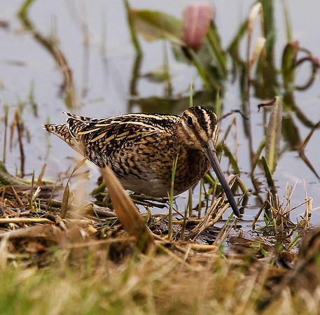 Snipe
