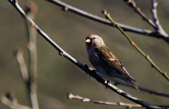 Lesser Redpoll