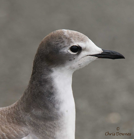 Sabine's Gull