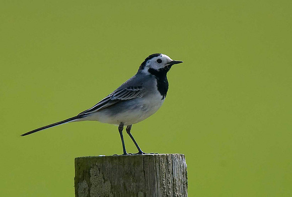 White Wagtail