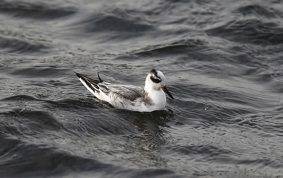 Grey Phalarope