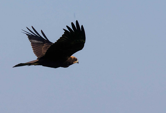 Marsh Harrier