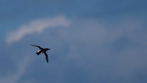 Razorbill