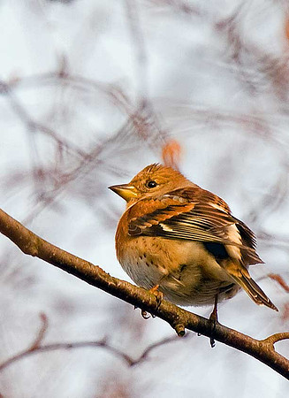 Brambling