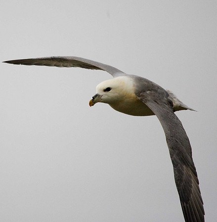 Fulmar