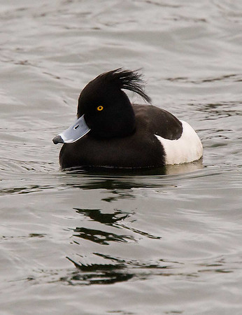 Tufted Duck