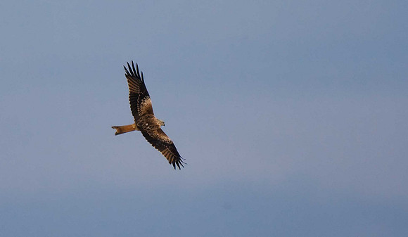 Red Kite