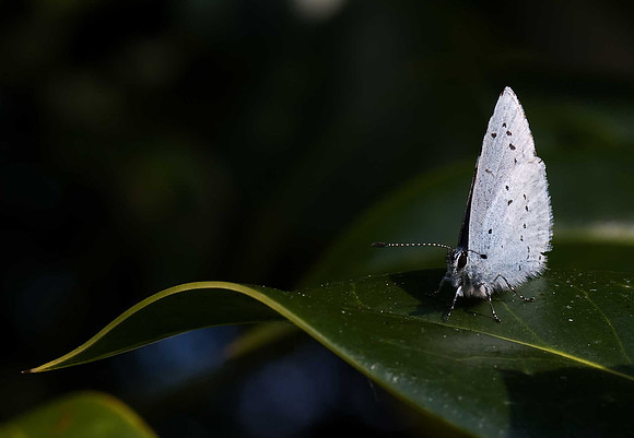 Holly Blue