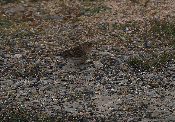 Twite