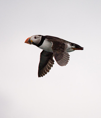 Puffin