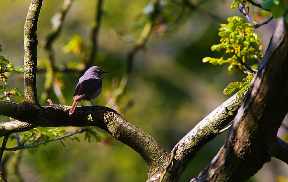 Redstart