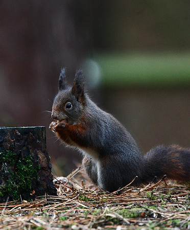 Red Squirrel