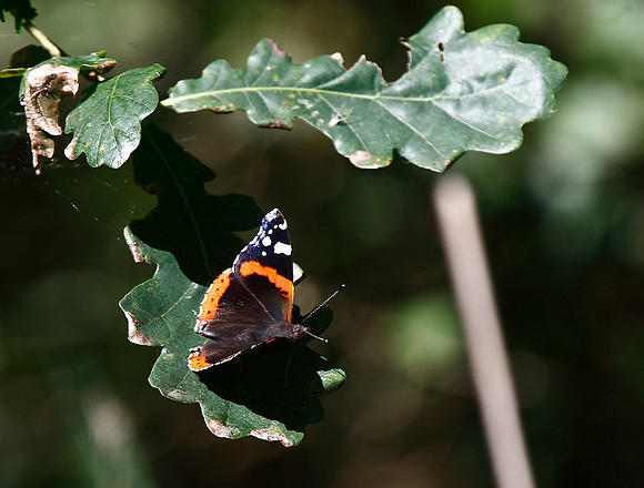 Red Admiral