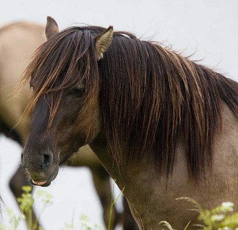 Konik Pony