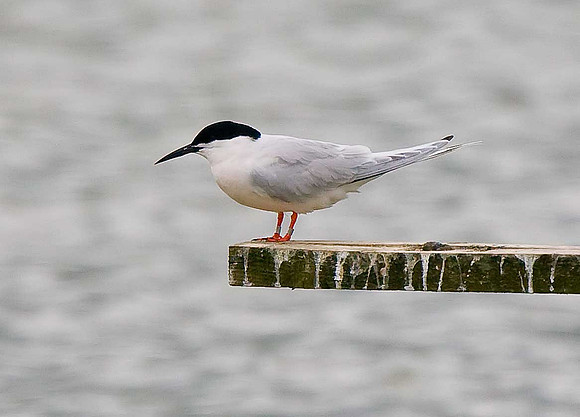 Roseate Tern