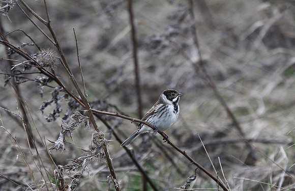 Reed Bunting