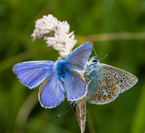 Common Blue