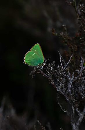 Green Hairstreak