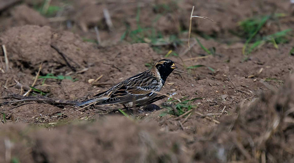 Lapland Bunting