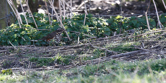 Redwing