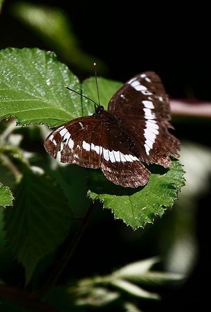 White Admiral