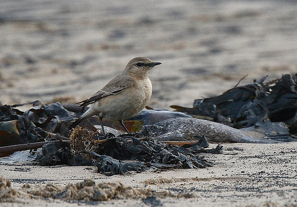 Isabelline Wheatear