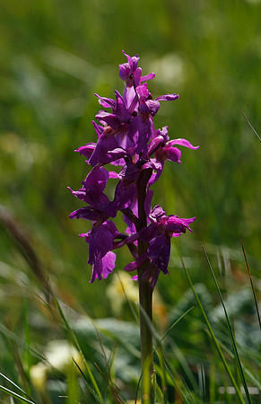 Early Purple Orchid