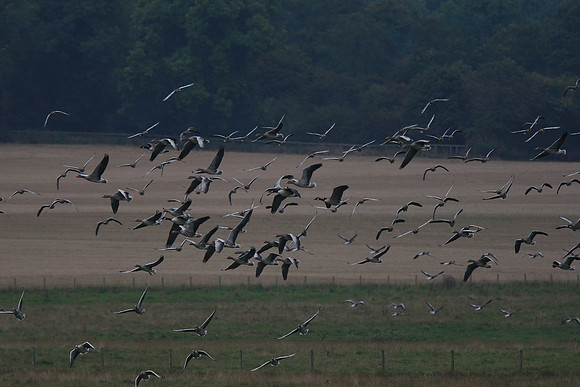 Common Crane