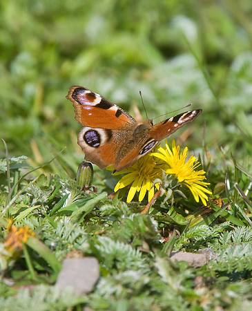 Peacock Butterfly