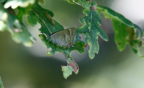 Purple Hairstreak